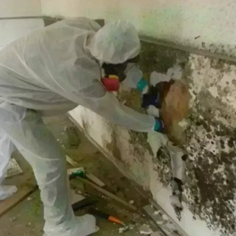 Mold Remediation and Removal in Hamburg, PA